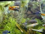 10jonge guppen te koop, Dieren en Toebehoren, Vissen | Aquariumvissen, Vis
