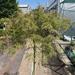 Japanse Esdoorn of Acer in diverse soorten, Tuin en Terras, Planten | Bomen, Ophalen of Verzenden, In pot, Minder dan 100 cm