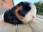 Superlieve ch teddy cavia’s !!!, Dieren en Toebehoren, Cavia, Januari, Meerdere dieren, Tam