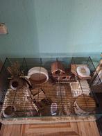 Syrische hamster met hok, Dieren en Toebehoren, Juni, Mannelijk, Hamster