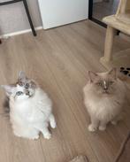 Twee lieve ragdolls zoeken samen een nieuw thuis., Dieren en Toebehoren, Kater, Gechipt