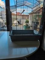 Te koop !!, Mannelijk, Wildzangvogel