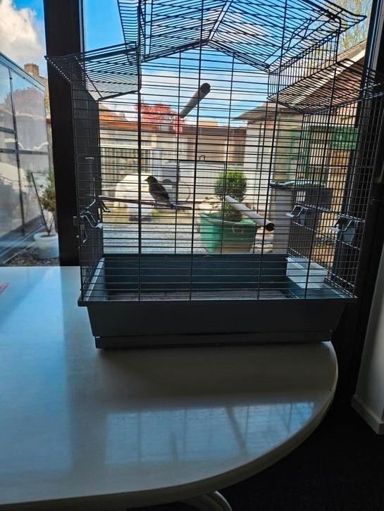 Te koop !!, Dieren en Toebehoren, Vogels | Overige Vogels, Wildzangvogel, Mannelijk