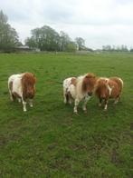 Shetlanders.., Dieren en Toebehoren, Pony's, 11 jaar of ouder, Merrie, A pony (tot 1.17m), Recreatiepony