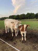 Mooie koe met vaars kalf, Dieren en Toebehoren, Vrouwelijk, 0 tot 2 jaar