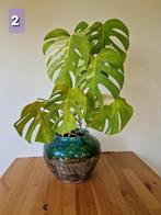 Plant Monstera Deliciosa Thai Constellation met mooie pot, Ophalen, Overige soorten, In pot