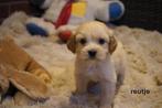 Medium kruising tibetaanse terrier x labradoodle pups., Nederland, Overige rassen, 8 tot 15 weken, CDV (hondenziekte)