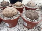 Caudex Stephania Erecta in de 15cm pot, Overige soorten, Ophalen of Verzenden, In pot, Minder dan 100 cm