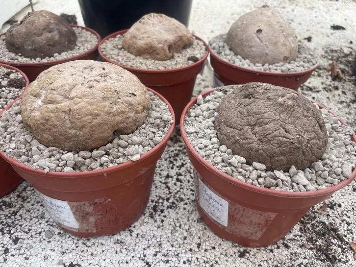 Caudex Stephania Erecta in de 15cm pot, Huis en Inrichting, Kamerplanten, Overige soorten, Minder dan 100 cm, Bloeiende kamerplant