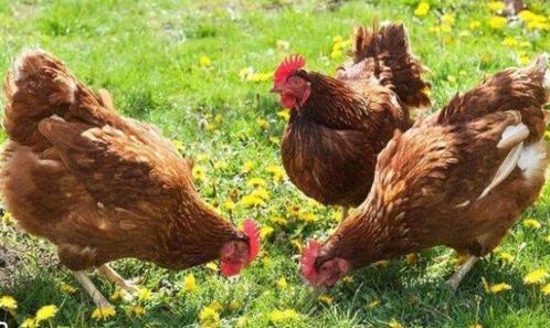 Biologische bruine leghennen, Brown-Nick..net aan de leg, Dieren en Toebehoren, Pluimvee, Kip, Vrouwelijk