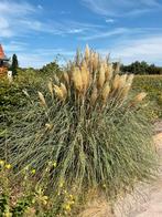 Gratis wit pampasgras plant groot ruilen, Tuin en Terras, Ophalen, Zomer, Vaste plant, Halfschaduw