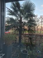 Chinese waaierpalm, Ophalen, Vaste plant, Overige soorten, Halfschaduw