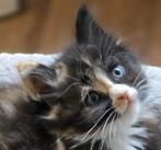 3 prachtige Maincoon kittens, Meerdere dieren, Gechipt