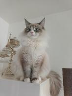 Ras Ragdoll Kater ter dekking aangeboden, niet te koop, Kater, Ontwormd, 0 tot 2 jaar