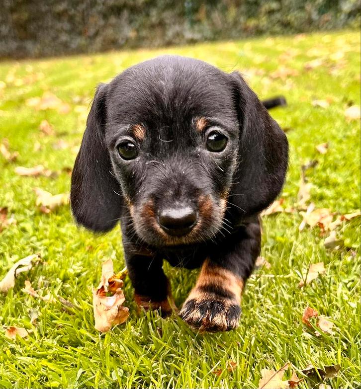 Dwergteckel pupjes 8 weken, Dieren en Toebehoren, Honden | Teckels en Dashonden, Reu, Korthaar, Dwerg, Particulier, Meerdere, Nederland