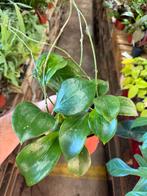 Hoya quinquenervia 'Star of Madura' - Pot 12, Huis en Inrichting, Kamerplanten, Ophalen of Verzenden