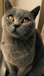 Prachtige egaal blauwe kittens kruising bkh/blauwe rus, Meerdere dieren, 0 tot 2 jaar