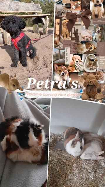 ❤Dieren vakantieopvang heel het jaar door❤️  ook voor honden beschikbaar voor biedingen