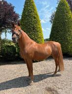 Super stoere D-pony 10 jaar, Dieren en Toebehoren, Gechipt, Ruin, Niet van toepassing, 7 tot 10 jaar
