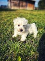 West highland terrier pups te koop, België, Rabiës (hondsdolheid), Overige rassen, 8 tot 15 weken