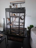 Pyrrhura parkieten, Dieren en Toebehoren, Vogels | Kanaries, Geslacht onbekend, Kleurkanarie