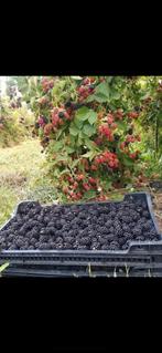 Braam zwarte  tuinplanten per pot, Ophalen of Verzenden, Struik, 100 tot 250 cm