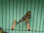 pop zwartkopsijs, Vrouwelijk, Tropenvogel