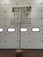Leiliquidambar te koop! ( liquidambar styraciflua), Ophalen, Bloeit niet, Leiboom, Halfschaduw
