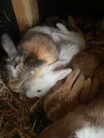 Baby dwerg konijnen, Dieren en Toebehoren, Konijnen, Meerdere dieren, Dwerg