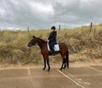Mooie 5 jarige draver ruin, Dieren en Toebehoren, Paarden, Minder dan 160 cm, B, Gechipt, Ruin