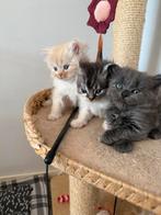 3 brits halflang langhaar kittens, Meerdere dieren, Ontwormd, 0 tot 2 jaar