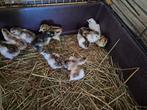 15 parelhoenders van 3 augustus, Dieren en Toebehoren, Pluimvee, Geslacht onbekend, Kip
