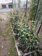 Hedera, Vaste plant, Ophalen of Verzenden, Bloeit niet, Halfschaduw