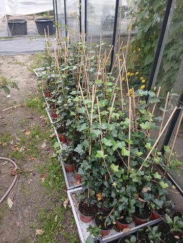 Hedera beschikbaar voor biedingen