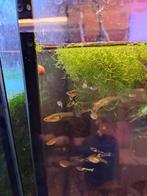 El tigre guppen, Dieren en Toebehoren, Vissen | Aquariumvissen, Vis
