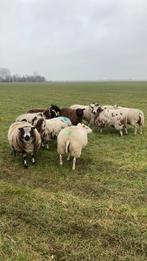 Tekoop drachtige schapen, Dieren en Toebehoren, Vrouwelijk, Schaap