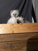 Ragdoll kittens, Dieren en Toebehoren, Katten en Kittens | Raskatten | Langhaar, Meerdere dieren