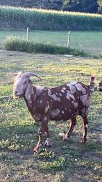 maanvlek boergeit, Dieren en Toebehoren, Schapen, Geiten en Varkens, Vrouwelijk, Geit, 0 tot 2 jaar