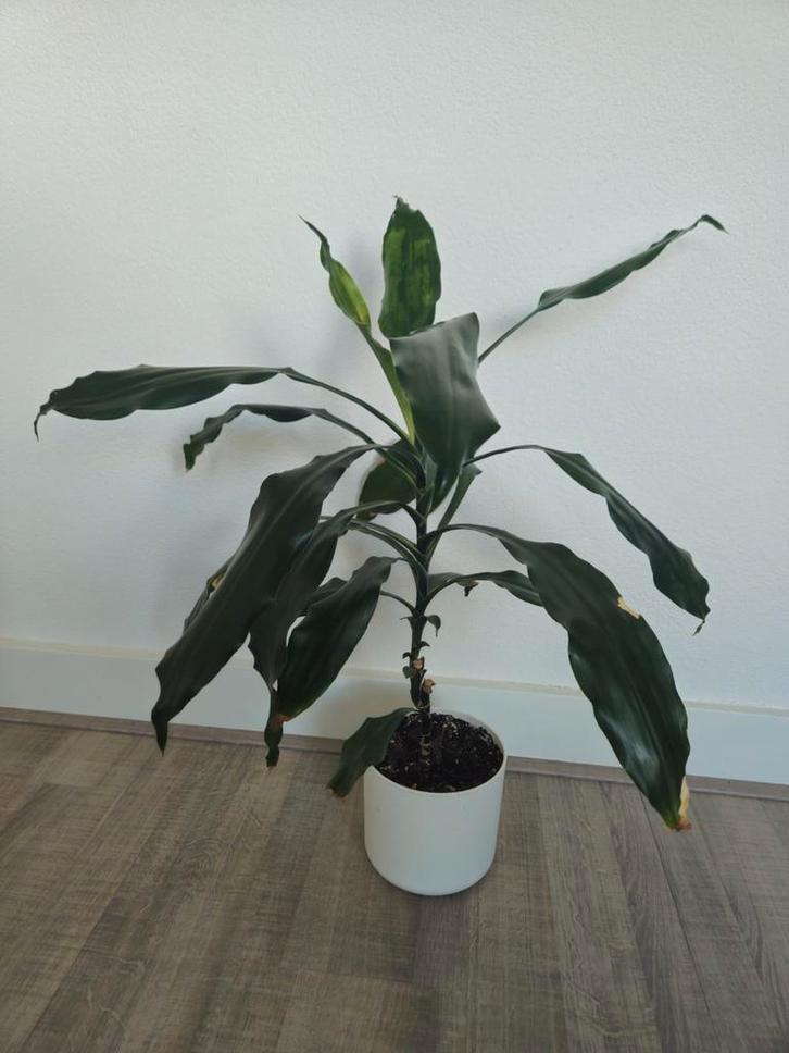 Dracaena Marginata, Huis en Inrichting, Kamerplanten, Ophalen of Verzenden