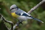 1-0 Geelborstazuurmees gezocht, Dieren en Toebehoren, Vogels | Overige Vogels, Mannelijk, Tropenvogel, Geringd