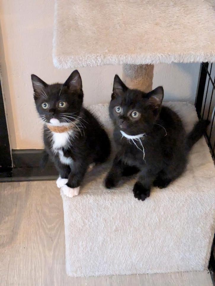 Brit  Kruising kittens, Dieren en Toebehoren, Katten en Kittens | Raskatten | Korthaar, Kater, 0 tot 2 jaar, Ontwormd