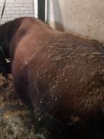 Te Koop Brandrode stier, Mannelijk