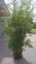 niet woekerende bamboe  , fargesia robusta campbell, Ophalen, Bamboe, 250 cm of meer