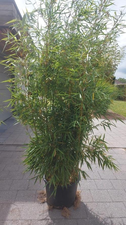 niet woekerende bamboe  , fargesia robusta campbell, Tuin en Terras, Planten | Struiken en Hagen, Bamboe, 250 cm of meer, Ophalen