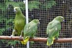 Surinaamse Geelvoorhoofd-amazone-papegaaien., Dieren en Toebehoren, Mannelijk, Papegaai, Geringd