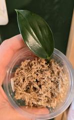 Rhaphidophora decursiva (Philodendron dragons tail), Ophalen of Verzenden, Overige soorten, Minder dan 100 cm