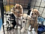3 Schattige Pups te Koop – Shiba x Akita Kruising, CDV (hondenziekte), 8 tot 15 weken, Meerdere, Meerdere dieren