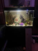 140L Complete tropische aquarium vele mooie vissen, Dieren en Toebehoren, Ophalen of Verzenden, Zo goed als nieuw, Gevuld zoetwateraquarium