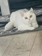 Witte brits korthaar kater, Dieren en Toebehoren, Katten en Kittens | Raskatten | Korthaar, Kater, Ingeënt