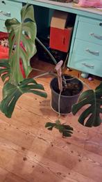 Monstera stek - Gemakkelijk te verzorgen!, Ophalen, Overige soorten, Volle zon